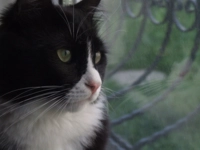 Kedilerde Ağız Kokusu