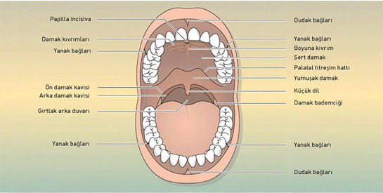 Az Anatomisi